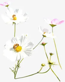 白色花朵唯美春天风景免抠