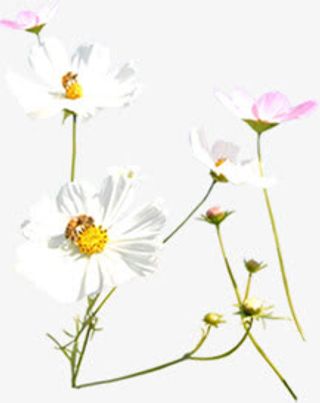 白色花朵唯美春天风景免抠