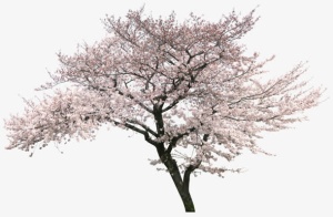 樱花树免抠图片装饰免抠