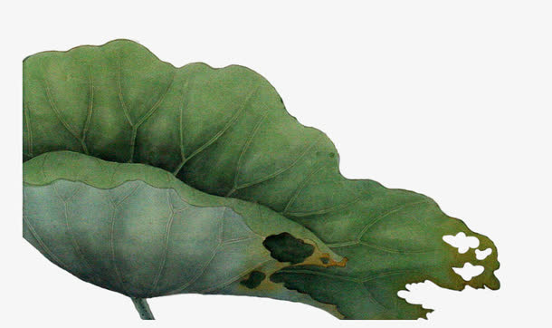水墨荷叶免抠