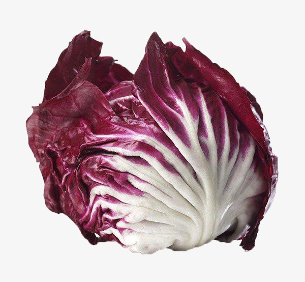 紫菊苣免抠图片免抠