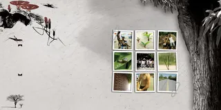 中国风水墨荷花树干相册背景素材高清