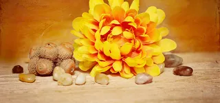 菜鸟图库网-美丽的黄色鲜花高清