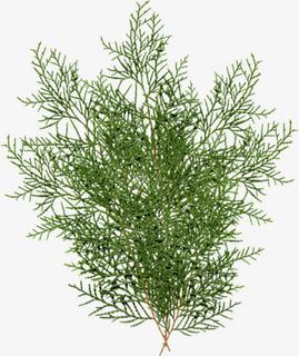 侧柏叶 绿色植物叶子免抠