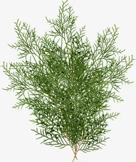 侧柏叶 绿色植物叶子免抠