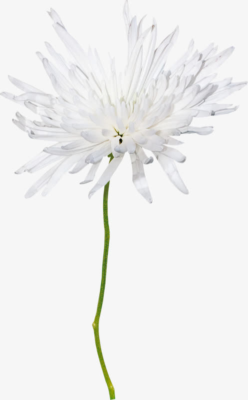 白色菊花免抠