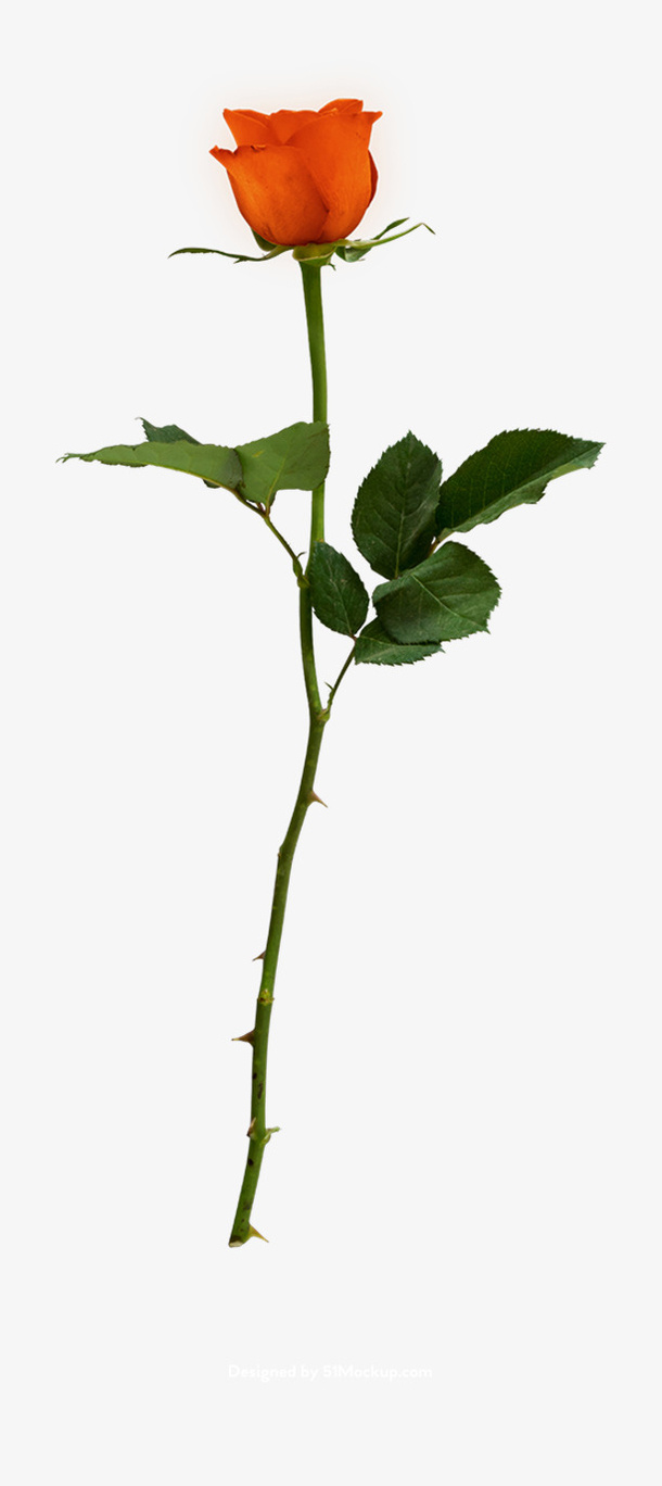 节日氛围情人节玫瑰花免抠