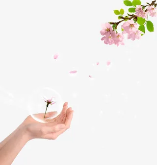 手中的气泡桃花免抠