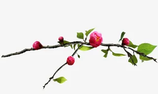 梅花风格古典图片免抠