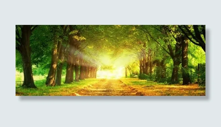 梦幻森林背景