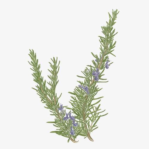 手绘清新新鲜开花的迷迭香植物免免抠