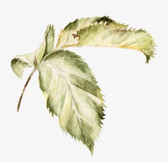 彩绘水墨叶子免抠