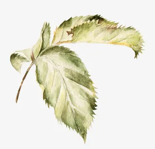 彩绘水墨叶子免抠