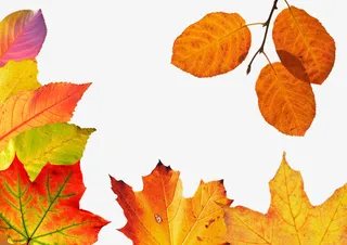 成片的黄色叶子免抠