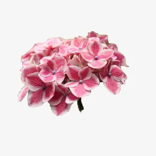 单支绣球花免抠