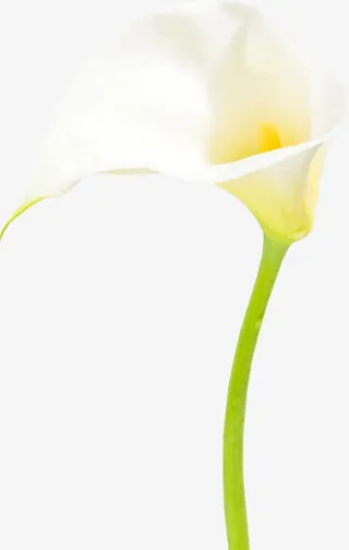 马蹄莲白色花朵装饰免抠