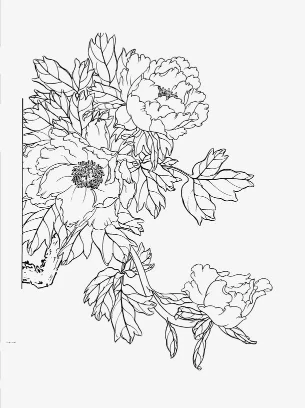 牡丹花线稿白描免抠
