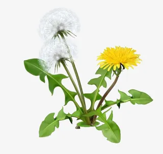 夏日版蒲公英免抠