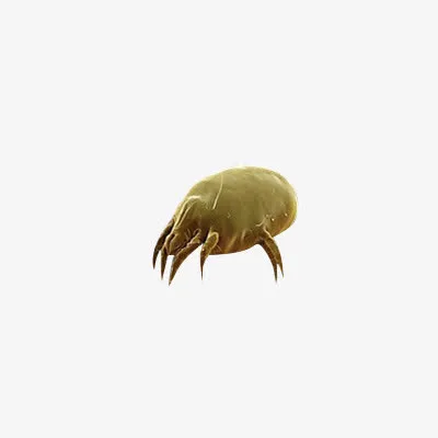 黄色多角螨虫手绘免抠