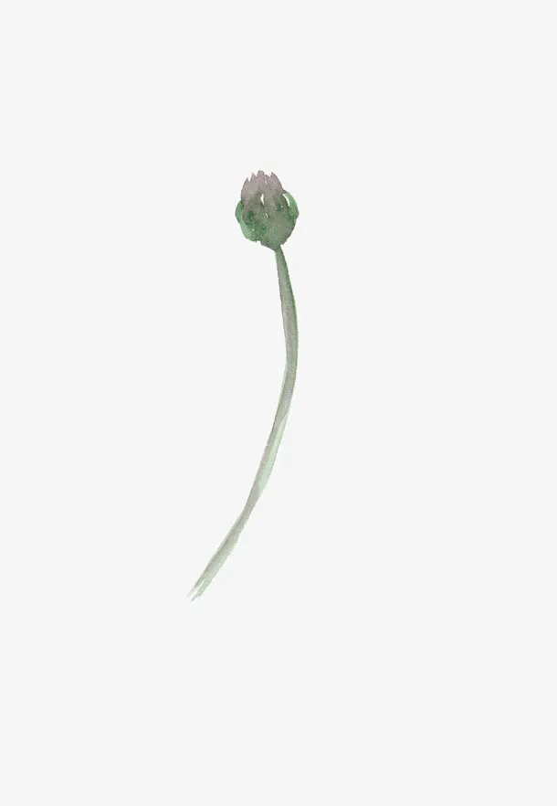 手绘花苞免抠