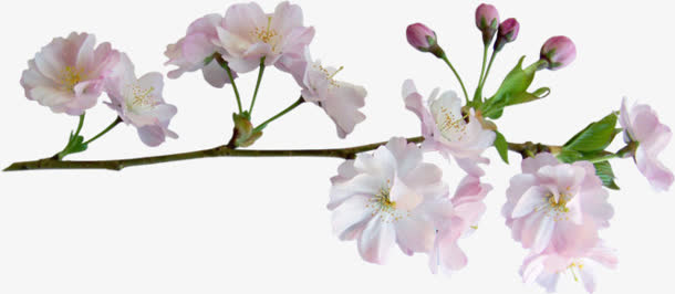 花朵免抠素材png免抠