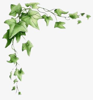 叶子边框免抠