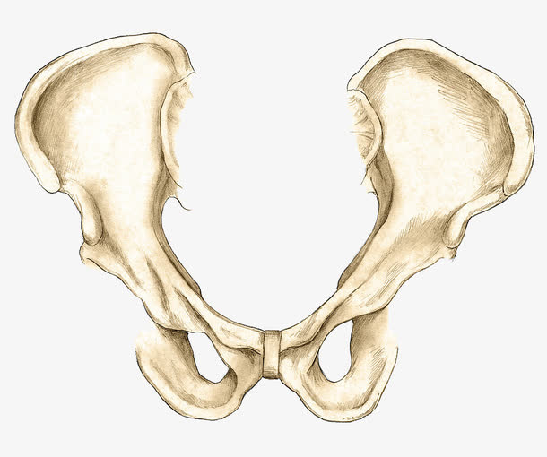 骨盆插图手绘免抠