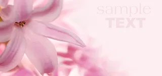 唯美的粉色百合背景高清