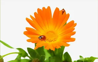 向日葵上的瓢虫免抠