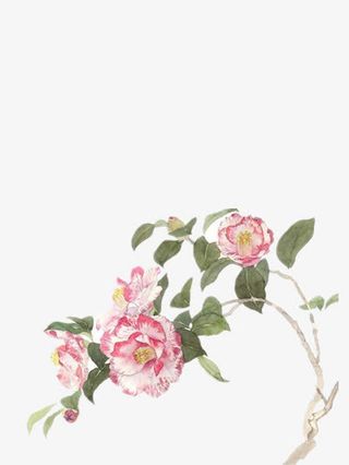 山茶花水彩画免抠