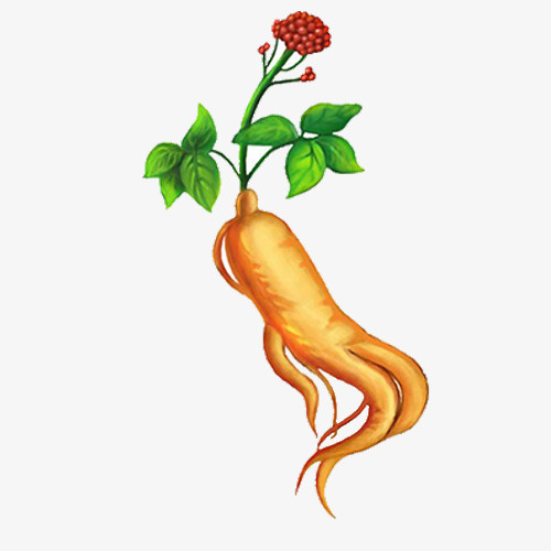 植物人参免抠