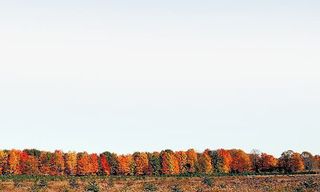 大片枫树林免抠