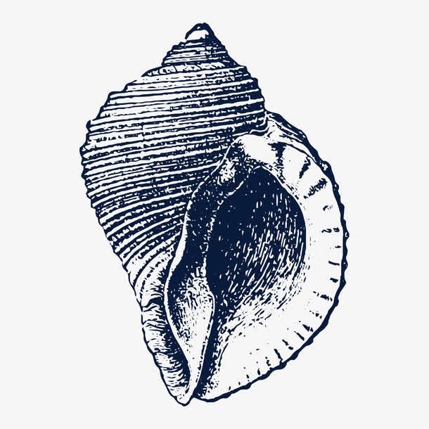 手绘海螺贝壳装饰素描免抠