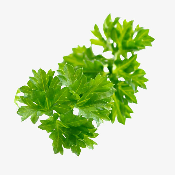 绿色芹菜叶免抠