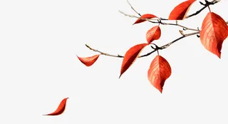 飘落红叶免抠素材免抠