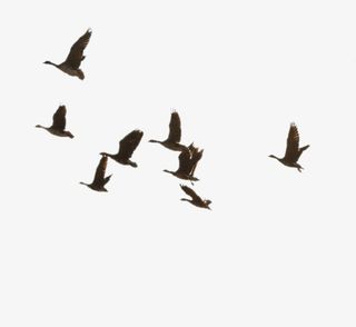 大雁向南飞啊免抠