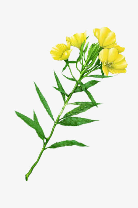 手绘月见草图片素材免抠