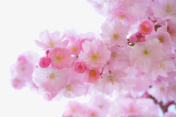 桃花春天暖春免抠