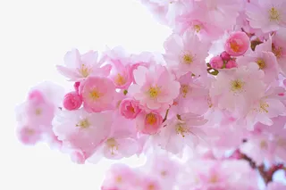 桃花春天暖春免抠