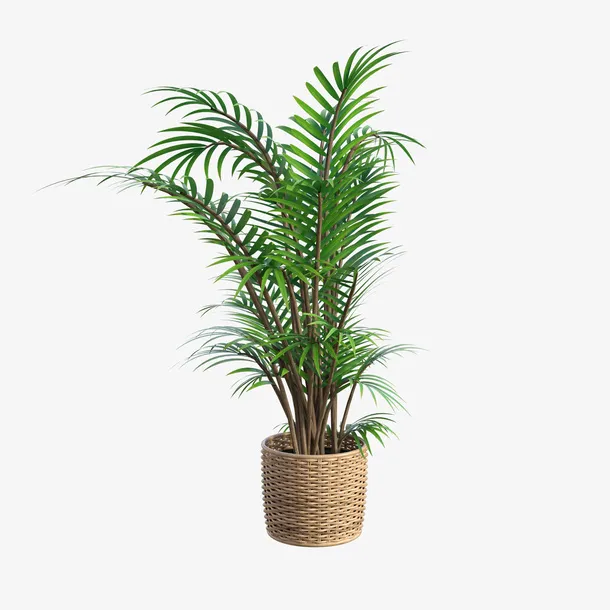 高清绿色植物盆栽免抠