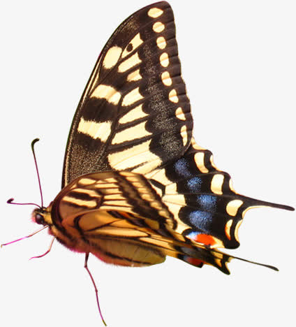 春天风景蝴蝶美景免抠装饰动物元素