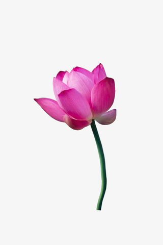 夏天别样荷花免抠