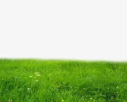 绿色草地一片绿草免抠
