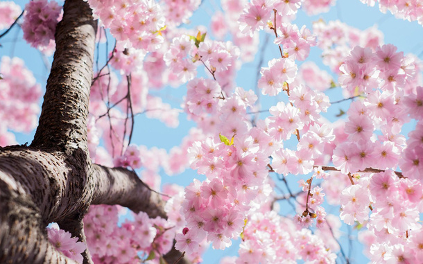 春天的樱花··免抠