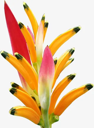 装饰图片素材ps花草素材免抠