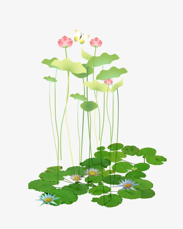 荷花免抠