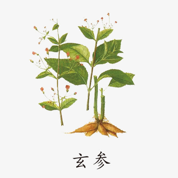 玄参草药免抠