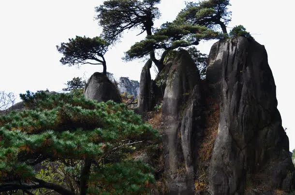 苍劲的庐山松树免抠
