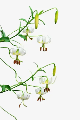 绿色灯笼花装饰免抠