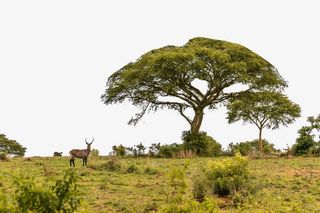 草原上的动物跑来跑去免抠